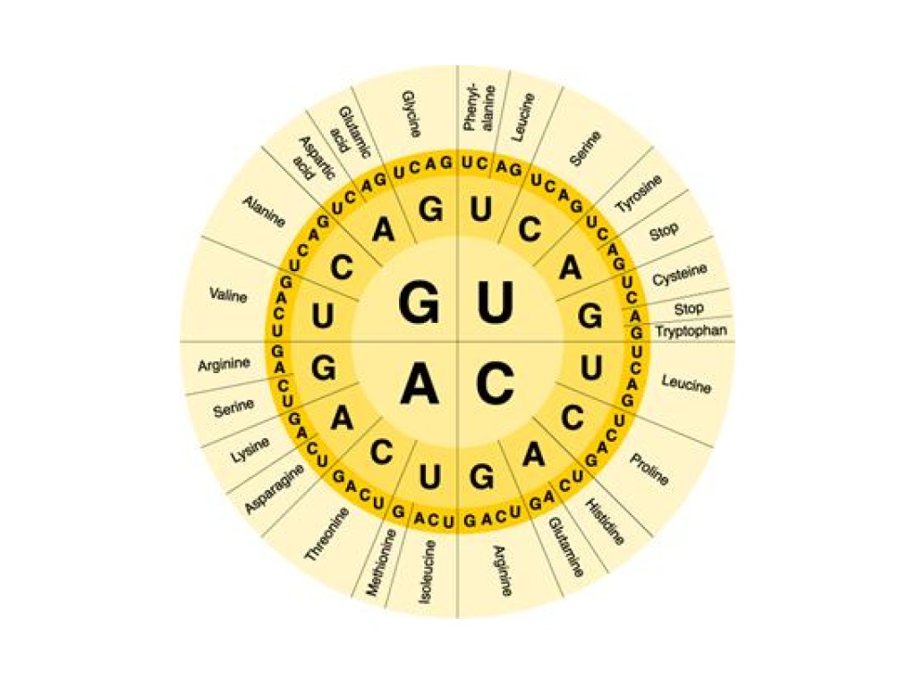 amino acid chart